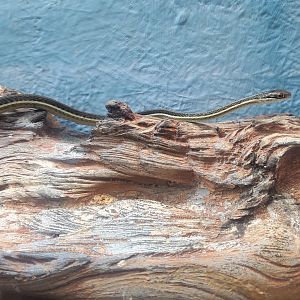 Cold Spring Harbor Fishery & Aquarium - Eastern Ribbon Snake