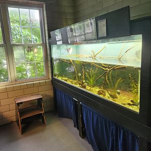 Cold Spring Harbor Fishery & Aquarium - Turtle hatchery tank