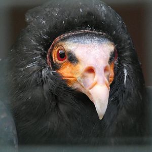 Huxley’s Bird of Prey Centre - Lesser yellow headed vulture