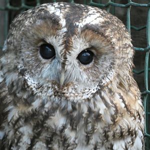 Huxley’s Bird of Prey Centre - Tawny owl