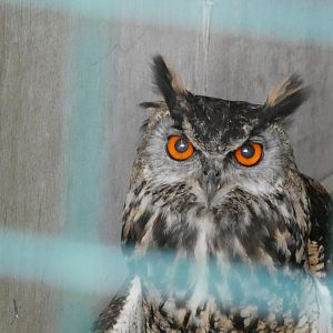 Huxley’s Bird of Prey Centre - ‘Huxley’