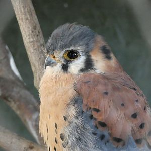 Huxley’s Bird of Prey Centre - American kestrel