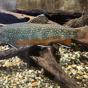 Cold Spring Harbor Fishery & Aquarium - Rainbow Trout