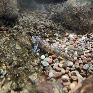 Cold Spring Harbor Fishery & Aquarium - Darter