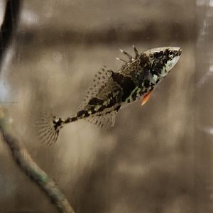 Cold Spring Harbor Fishery & Aquarium - Stickleback
