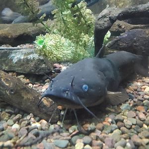 Cold Spring Harbor Fishery & Aquarium - Bullhead