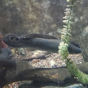 Cold Spring Harbor Fishery & Aquarium - Bowfin