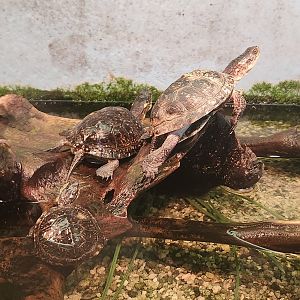 Cold Spring Harbor Fishery & Aquarium - Blanding's Turtle