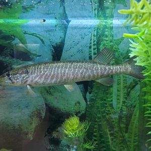 Cold Spring Harbor Fishery & Aquarium - Redfin Pickerel