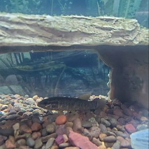 Cold Spring Harbor Fishery & Aquarium - Creek Chub