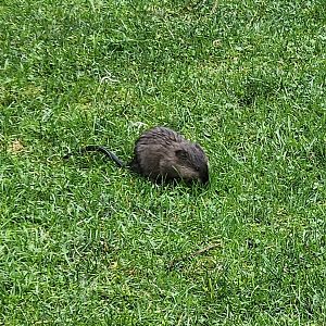 Cold Spring Harbor Fishery & Aquarium - Wild Muskrat on grounds