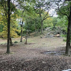 Wild Asia Monorail - Przewalski’s Horse Exhibit