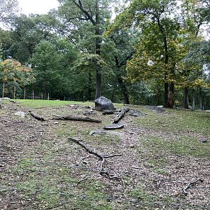 Wild Asia Monorail - Gaur/Eld’s Deer Exhibit