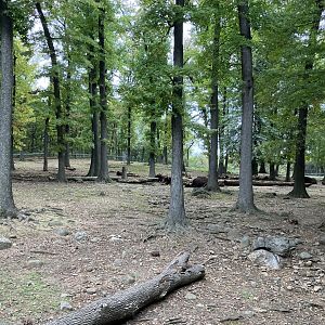 Wild Asia Monorail - Gaur/Eld’s Deer Exhibit
