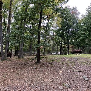Wild Asia Monorail - Gaur/Eld’s Deer Exhibit