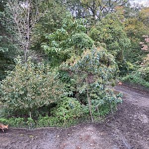 Wild Asia Monorail - Exhibit #1