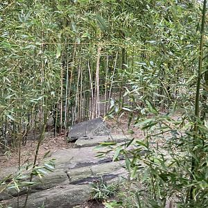 Wild Asia Monorail - North Sulawesi Babirusa Exhibit