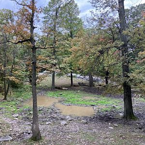 Wild Asia Monorail - Indian Rhino Exhibit