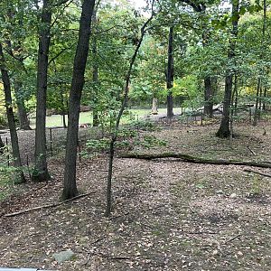 Wild Asia Monorail - Tufted Deer Exhibit