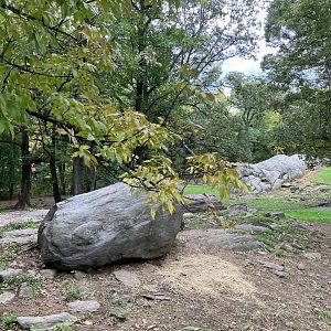 Wild Asia Monorail - Turkmenian Markhor/Himalayan Thar Exhibit