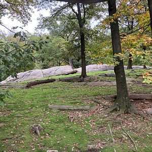 Wild Asia Monorail - Turkmenian Markhor/Himalayan Thar Exhibit