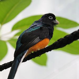 Greenback Trogon (Trogon viridis)