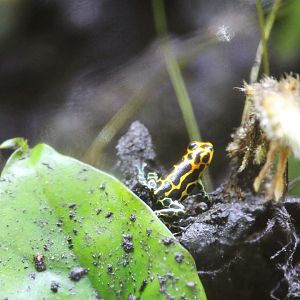 Ranitomeya imatator (Mimic Poison Dart Frog)