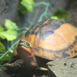 Indochinese Box Turtle (Cuora galbinifrons)