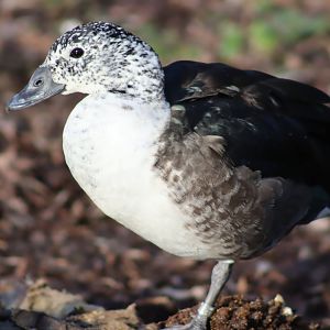 American Comb Duck