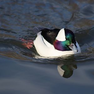 Bufflehead