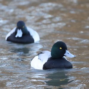Greater Scaup