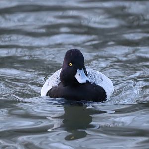 Lesser Scaup
