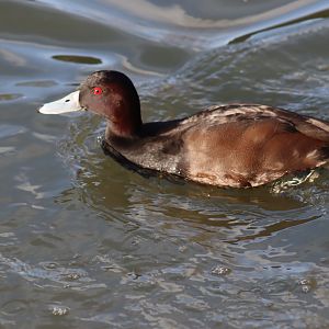 Southern Pochard