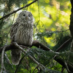 Ural owl (Strix uralensis)