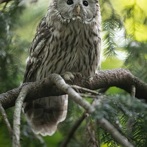 Ural owl (Strix uralensis)