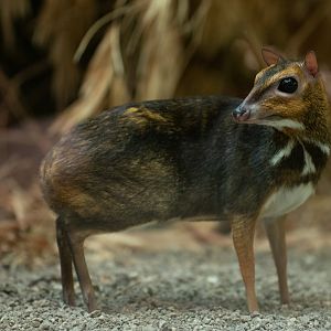 Balabac chevrotain (Tragulus nigricans)