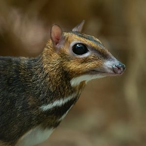 Balabac chevrotain (Tragulus nigricans)