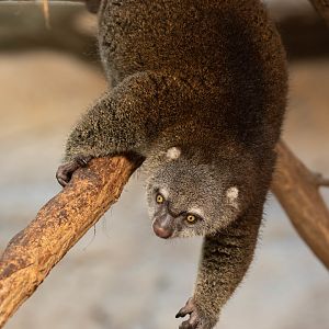 Bear cuscus (	Ailurops ursinus)