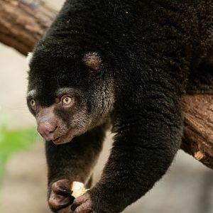 Bear cuscus (	Ailurops ursinus)