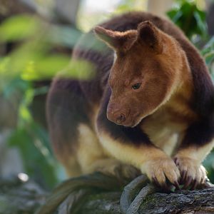 Goodfellow's tree-kangaroo (Dendrolagus goodfellowi)