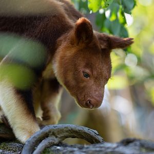 Goodfellow's tree-kangaroo (Dendrolagus goodfellowi)