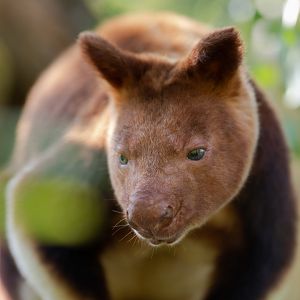 Goodfellow's tree-kangaroo (Dendrolagus goodfellowi)