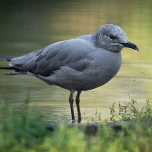 Grey gull (Leucophaeus modestus)