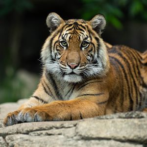 Sumatran tiger (Panthera tigris sumatrae)