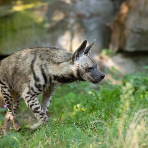 Striped hyena (Hyaena hyaena)