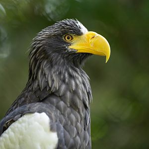 Steller's sea eagle (Haliaeetus pelagicus)