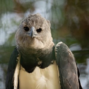 Harpy eagle (Harpia harpyja)