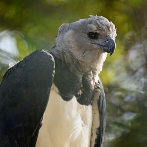 Harpy eagle (Harpia harpyja)