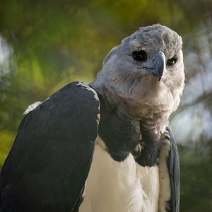 Harpy eagle (Harpia harpyja)