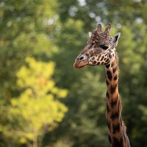 Rothschild's giraffe (Giraffa camelopardalis rothschildi)